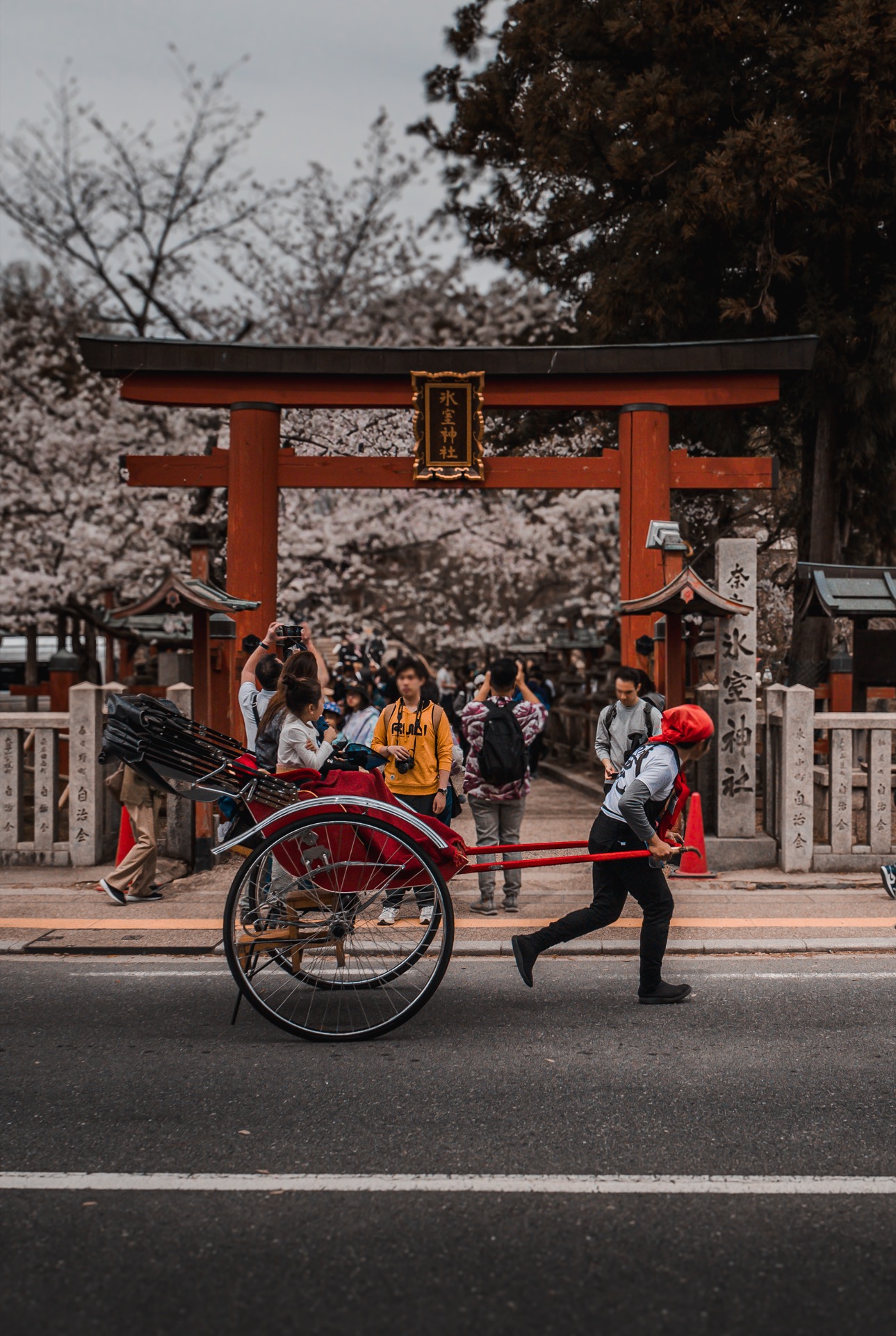 Rickshaw puller at torii gate with sakura, Kyoto